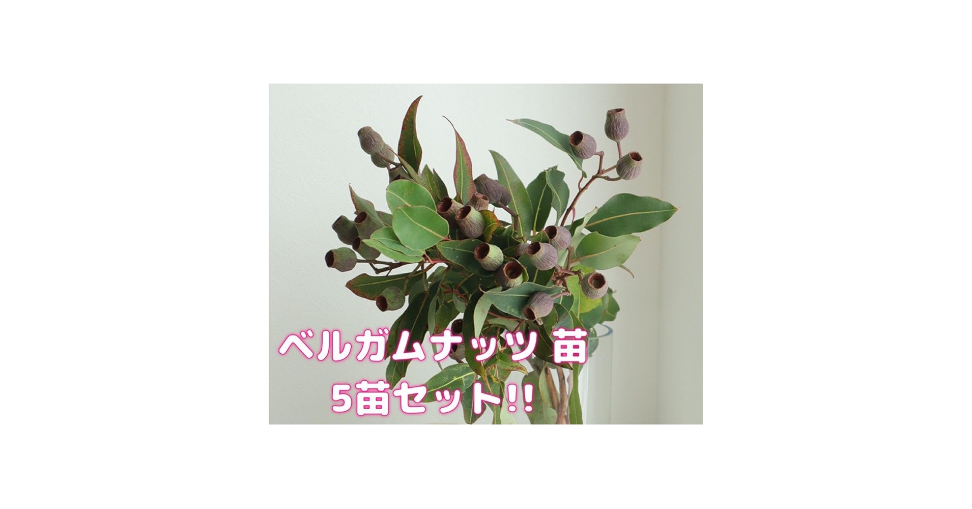 Amazon.co.jp: ベルガムナッツ トランペットユーカリ 苗 5セット